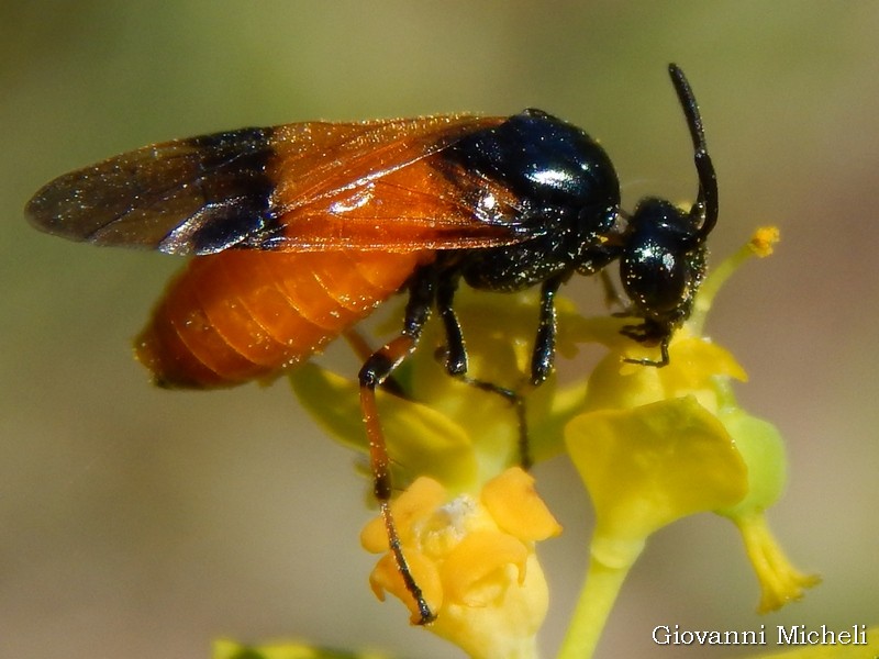 Argidae: Arge cyanocrocea